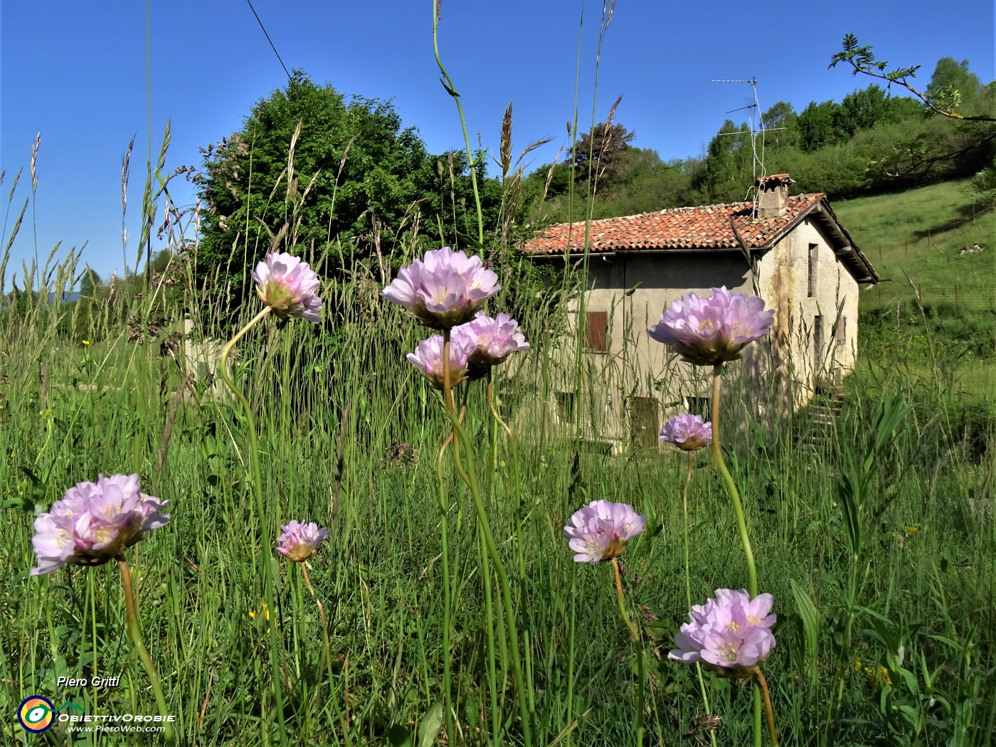 23 Armeria  arenaria alla Stalla Fopp (1085 m).JPG